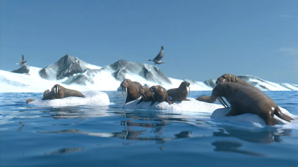 Polar Journey